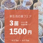 カット苗対象_新生活応援フェア|多肉植物専門店リュミエール葛飾店_20260401