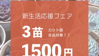 3苗1500円✨️カット苗全品対象キャンペーン