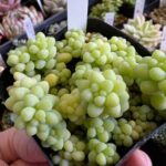 東京でエケベリアがたくさん並ぶ無人販売店|多肉植物専門店リュミエール葛飾店_20260402