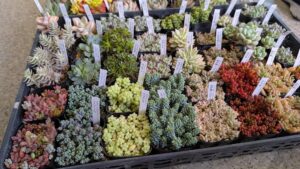 東京でエケベリアがたくさん並ぶ無人販売店|多肉植物専門店リュミエール葛飾店_20260402