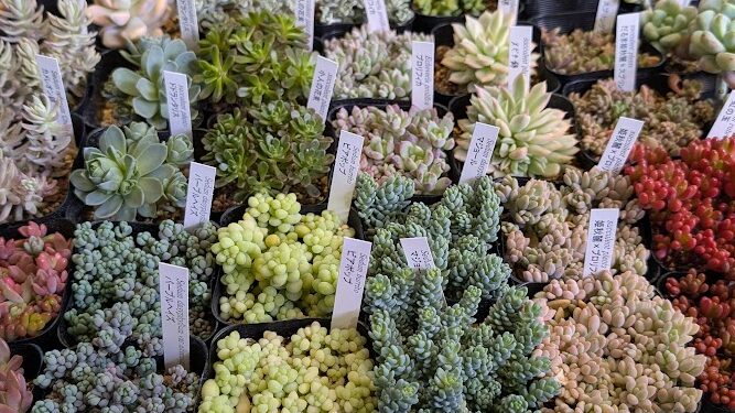 東京でエケベリアがたくさん並ぶ無人販売店|多肉植物専門店リュミエール葛飾店_20260402