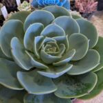 エケベリア七福神|多肉植物専門店リュミエール葛飾店_20260402