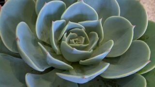 【七福神も！】エケベリアがたくさん！新入荷＆再入荷品種のお知らせ🥰