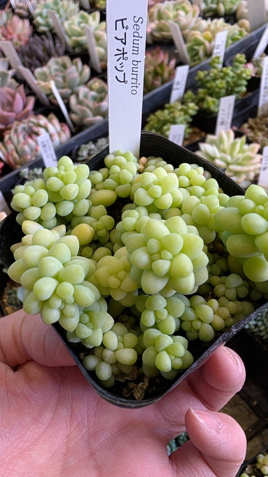 東京でエケベリアがたくさん並ぶ無人販売店|多肉植物専門店リュミエール葛飾店_20260402