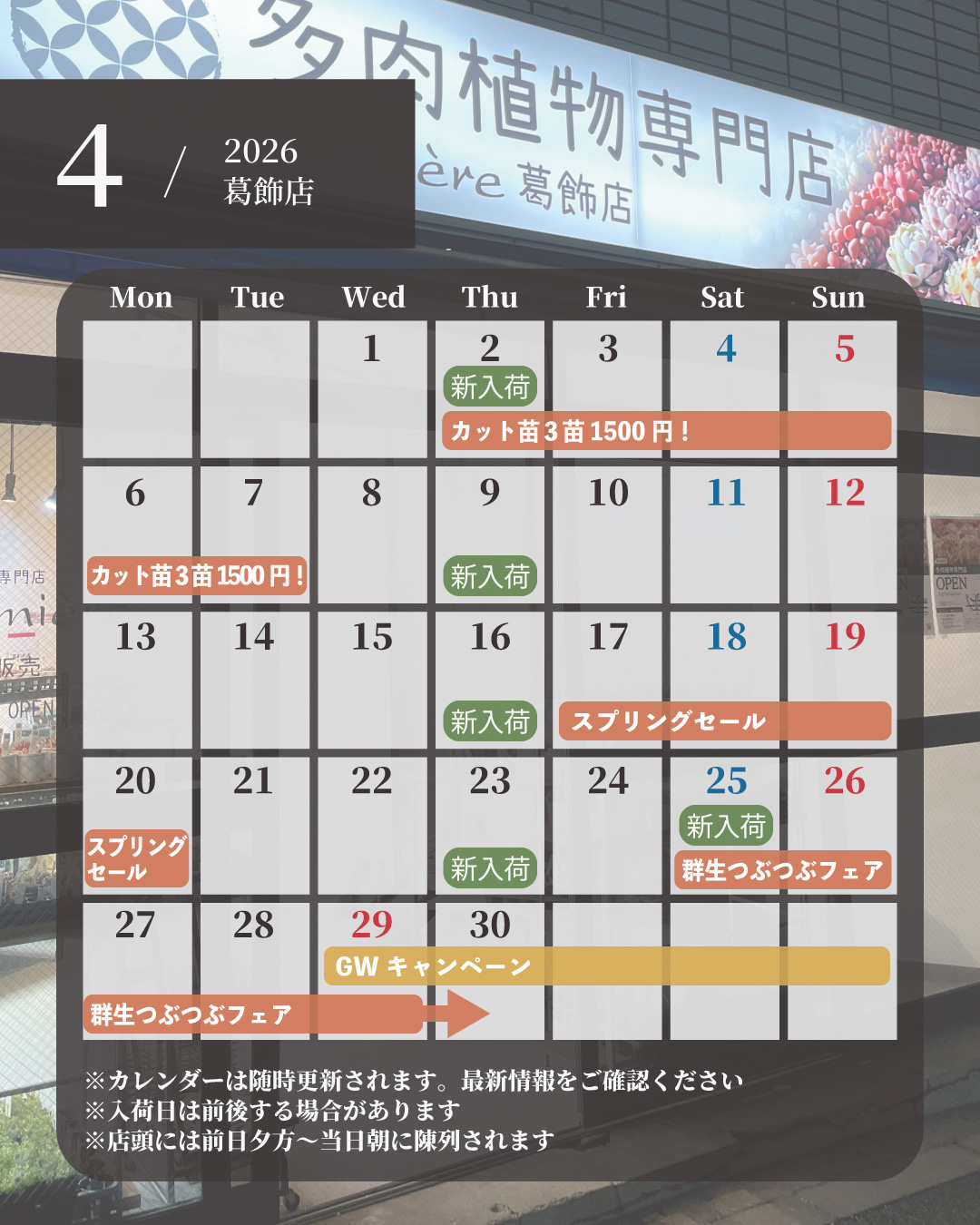 東京でエケベリアがたくさん並ぶ無人販売店|多肉植物専門店リュミエール葛飾店_20260403