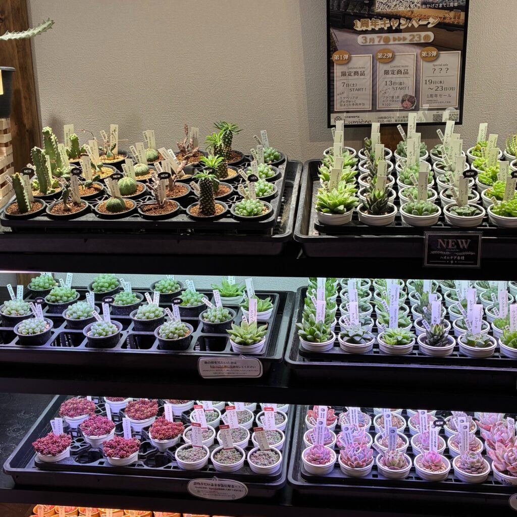 ユーフォルビア_ハオルチア|多肉植物専門店リュミエール葛飾店_20260404