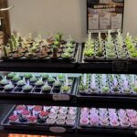 東京でエケベリアがたくさん並ぶ無人販売店|多肉植物専門店リュミエール葛飾店_20260404