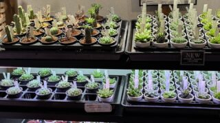 東京都葛飾区の多肉植物専門店です☺️