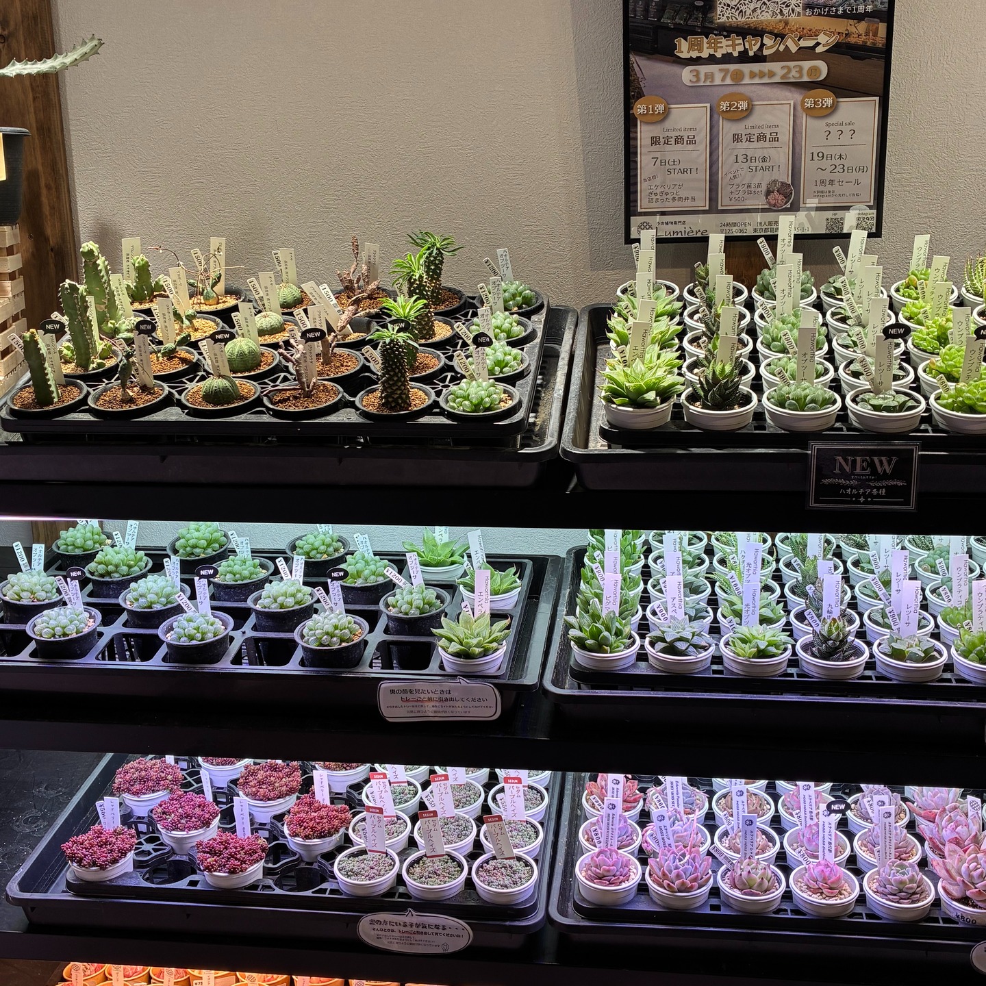 東京でエケベリアがたくさん並ぶ無人販売店|多肉植物専門店リュミエール葛飾店_20260404