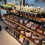 東京でエケベリアがたくさん並ぶ無人販売店|多肉植物専門店リュミエール葛飾店_20260405