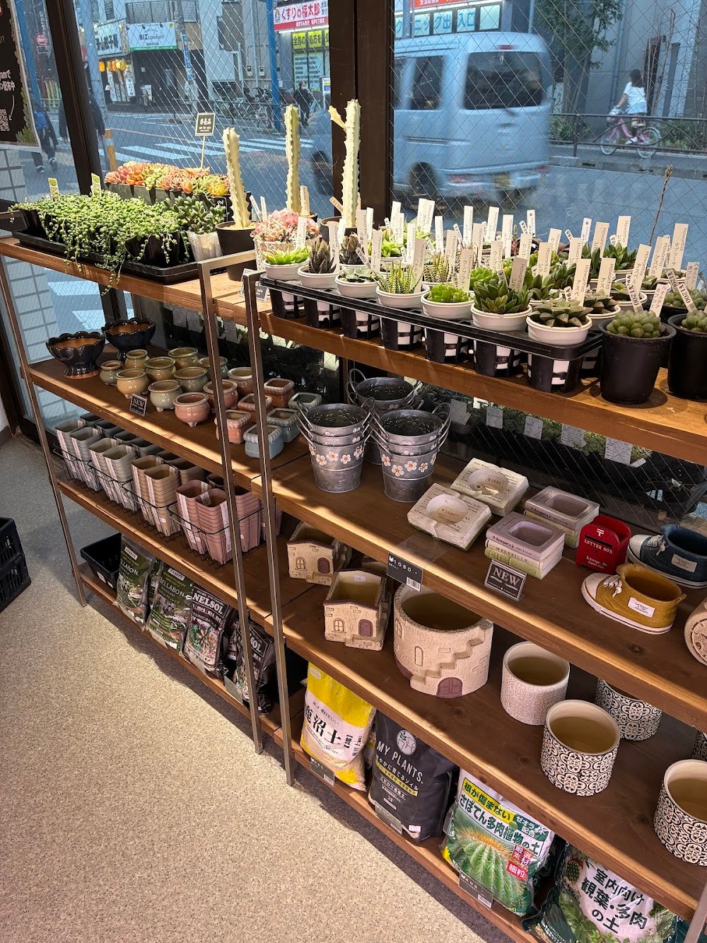 東京でエケベリアがたくさん並ぶ無人販売店|多肉植物専門店リュミエール葛飾店_20260405