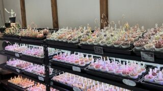 エケベリアが並ぶ😍多肉植物専門店の店内はこんな感じになってます✨️