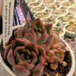 東京でエケベリアがたくさん並ぶ無人販売店|多肉植物専門店リュミエール葛飾店_20260407