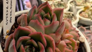 エケベリアに癒される🥰ちょっと一息☺葛飾店 から癒やしのお裾分け🍃