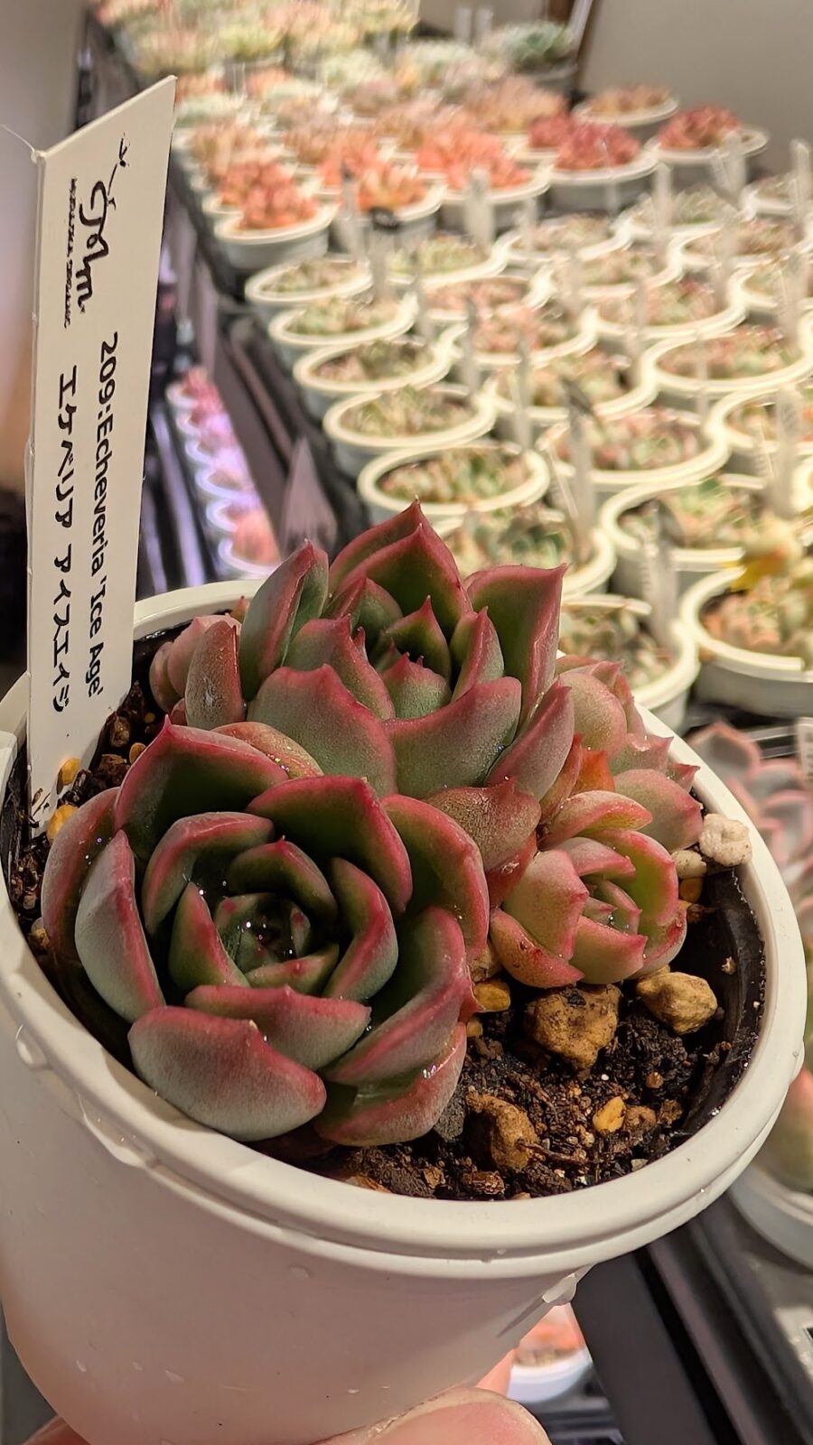 東京でエケベリアがたくさん並ぶ無人販売店|多肉植物専門店リュミエール葛飾店_20260407