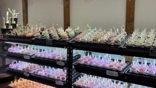 東京でエケベリアがたくさん並ぶ無人販売店|多肉植物専門店リュミエール葛飾店_20260408