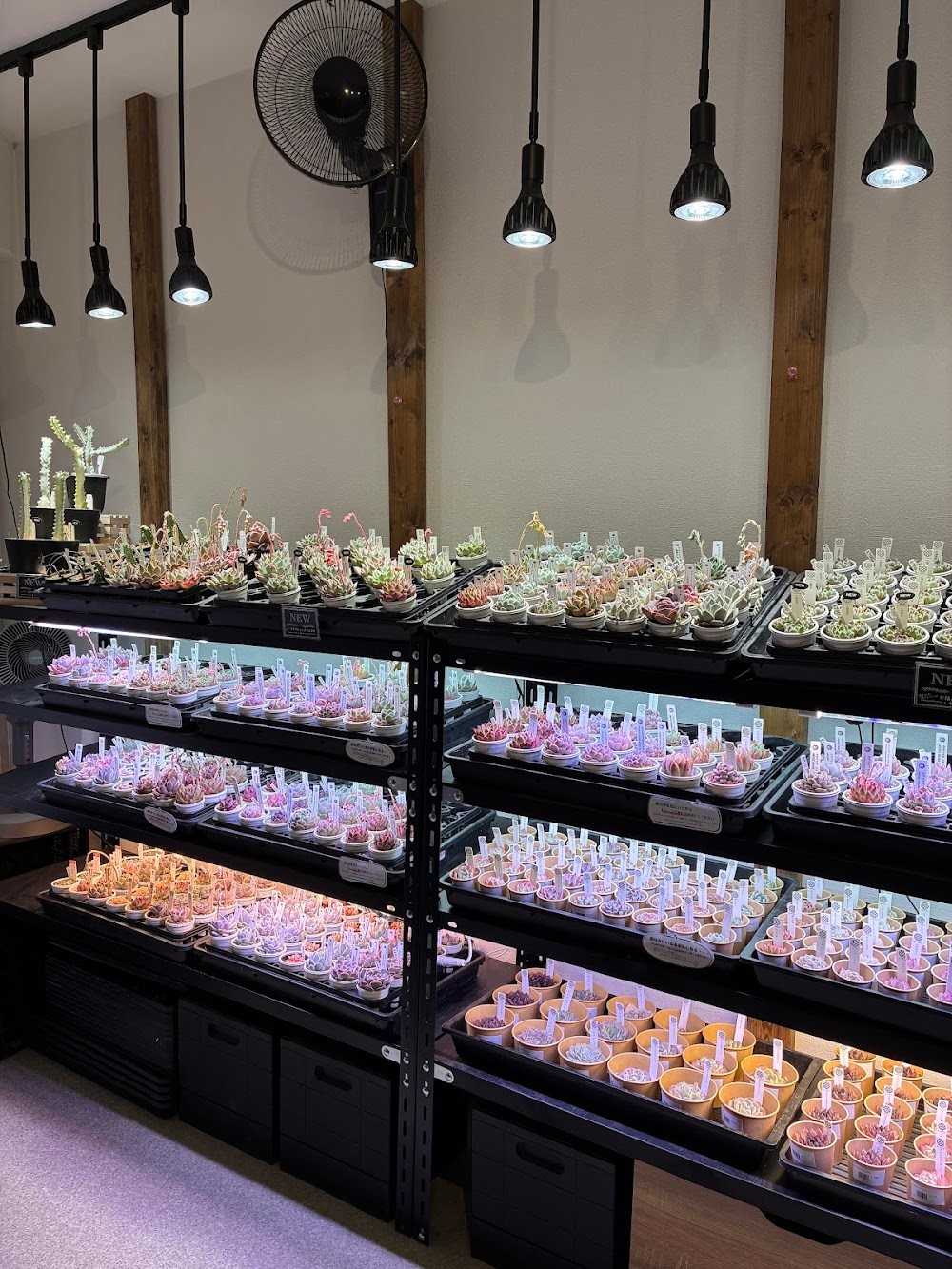 東京でエケベリアがたくさん並ぶ無人販売店|多肉植物専門店リュミエール葛飾店_20260408