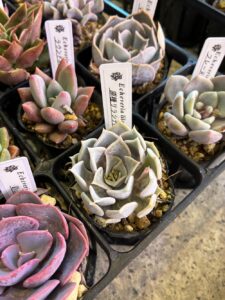 東京でエケベリアがたくさん並ぶ無人販売店|多肉植物専門店リュミエール葛飾店_20260409