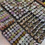 東京でエケベリアがたくさん並ぶ無人販売店|多肉植物専門店リュミエール葛飾店_20260409