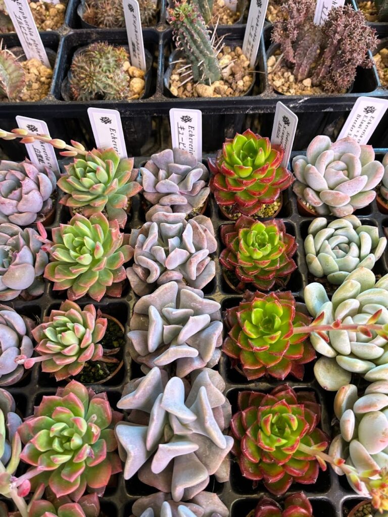 東京でエケベリアがたくさん並ぶ無人販売店|多肉植物専門店リュミエール葛飾店_20260409