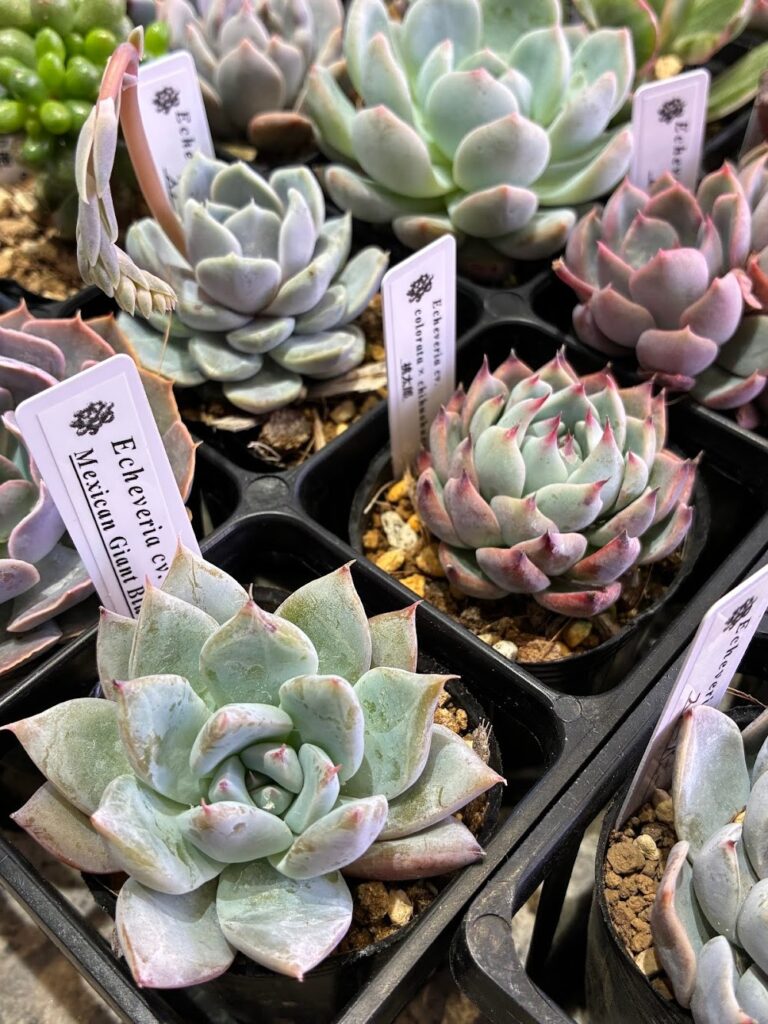 東京でエケベリアがたくさん並ぶ無人販売店|多肉植物専門店リュミエール葛飾店_20260409