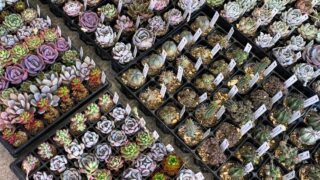 🌱新入荷のお知らせ🌱