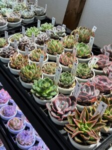 東京でエケベリアがたくさん並ぶ無人販売店|多肉植物専門店リュミエール葛飾店_20260409