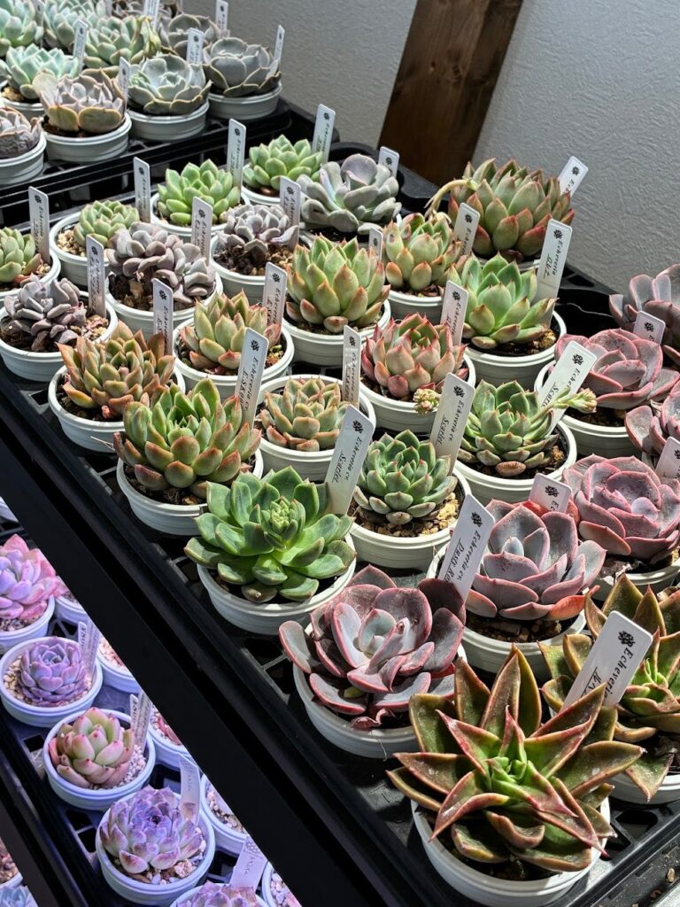 東京でエケベリアがたくさん並ぶ無人販売店|多肉植物専門店リュミエール葛飾店_20260409