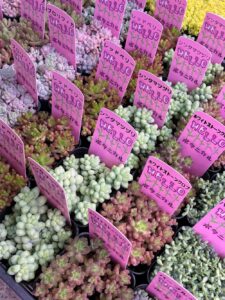 つぶつぶがいっぱい！|多肉植物専門店リュミエール葛飾店_20260409
