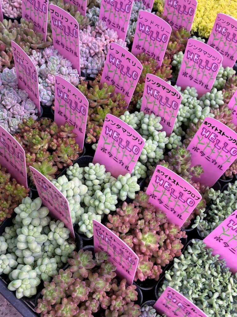 つぶつぶがいっぱい！|多肉植物専門店リュミエール葛飾店_20260409
