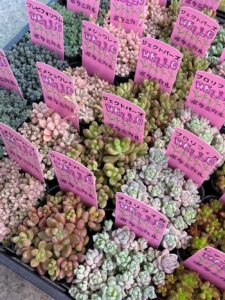 つぶつぶがいっぱい！|多肉植物専門店リュミエール葛飾店_20260409
