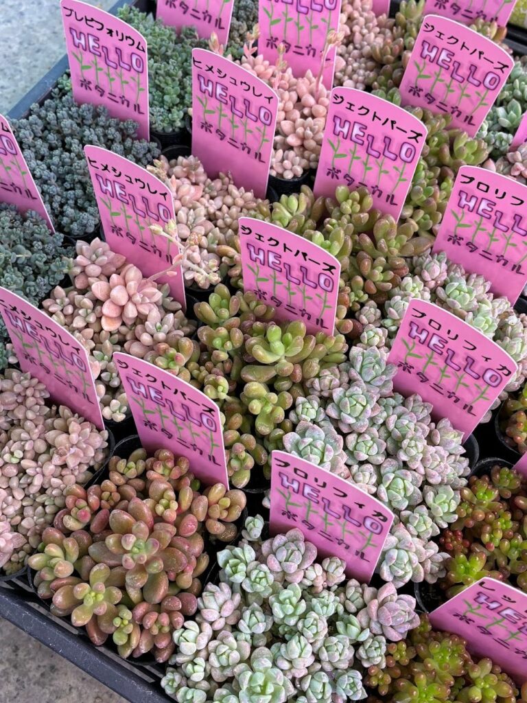 つぶつぶがいっぱい！|多肉植物専門店リュミエール葛飾店_20260409