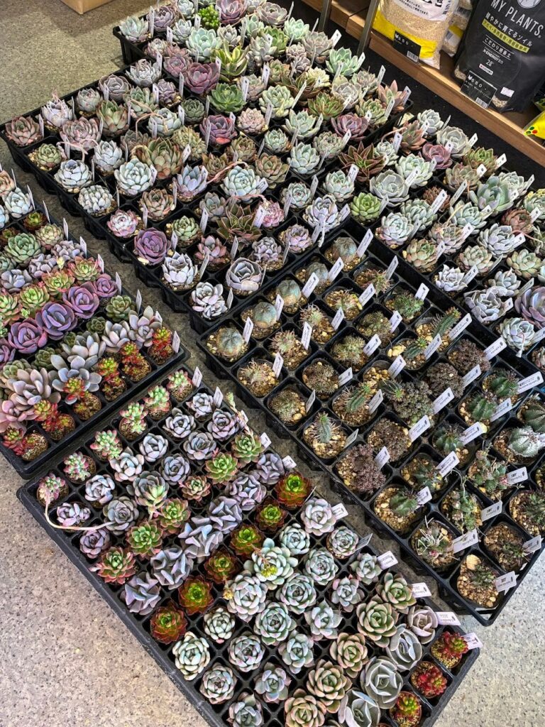 東京でエケベリアがたくさん並ぶ無人販売店|多肉植物専門店リュミエール葛飾店_20260409