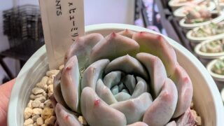 エケベリア_ホワイトムース×ヒューミリス|多肉植物専門店リュミエール葛飾店_20260410