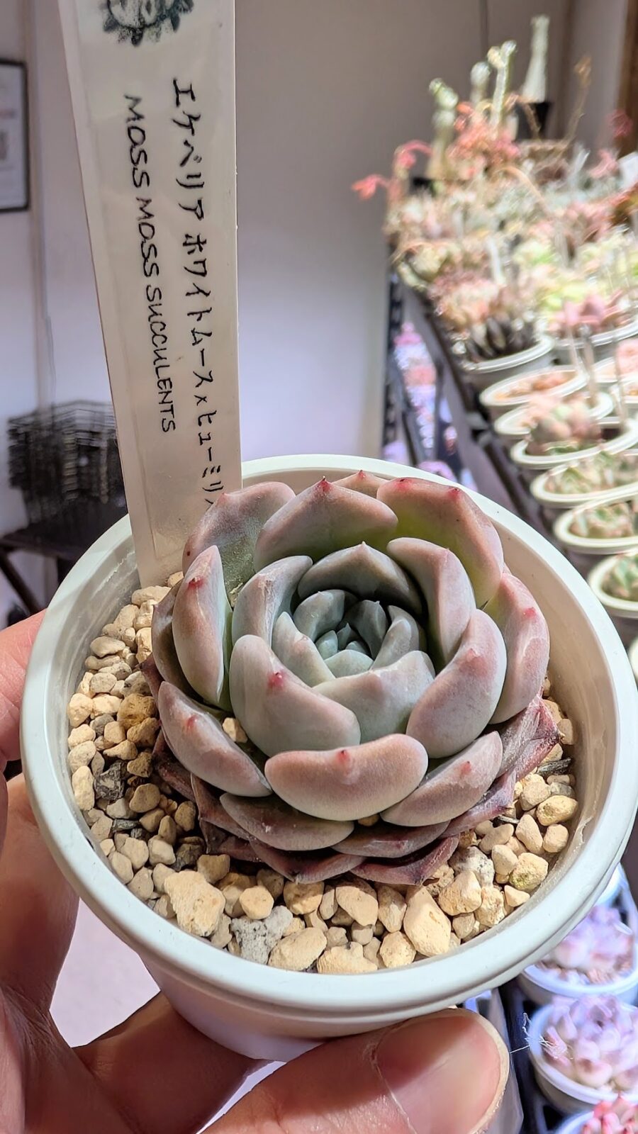 東京でエケベリアがたくさん並ぶ無人販売店|多肉植物専門店リュミエール葛飾店_20260410