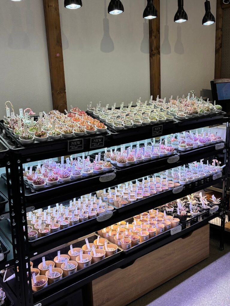 東京でエケベリアがたくさん並ぶ無人販売店|多肉植物専門店リュミエール葛飾店_20260411