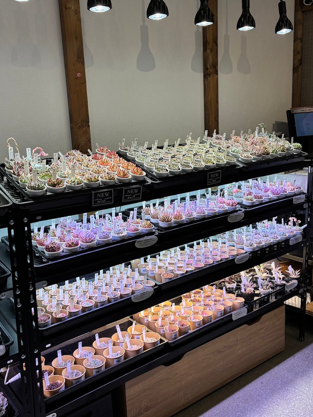 東京でエケベリアがたくさん並ぶ無人販売店|多肉植物専門店リュミエール葛飾店_20260411