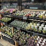 東京でエケベリアがたくさん並ぶ無人販売店|多肉植物専門店リュミエール葛飾店_20260412