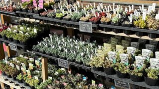 東京でエケベリアがたくさん並ぶ無人販売店|多肉植物専門店リュミエール葛飾店_20260412