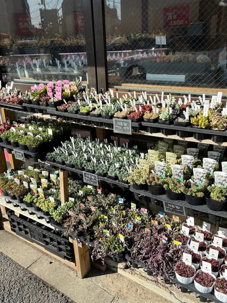 東京でエケベリアがたくさん並ぶ無人販売店|多肉植物専門店リュミエール葛飾店_20260412