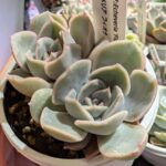 東京でエケベリアがたくさん並ぶ無人販売店|多肉植物専門店リュミエール葛飾店_20260413