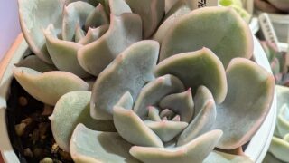 東京でエケベリアがたくさん並ぶ無人販売店|多肉植物専門店リュミエール葛飾店_20260413