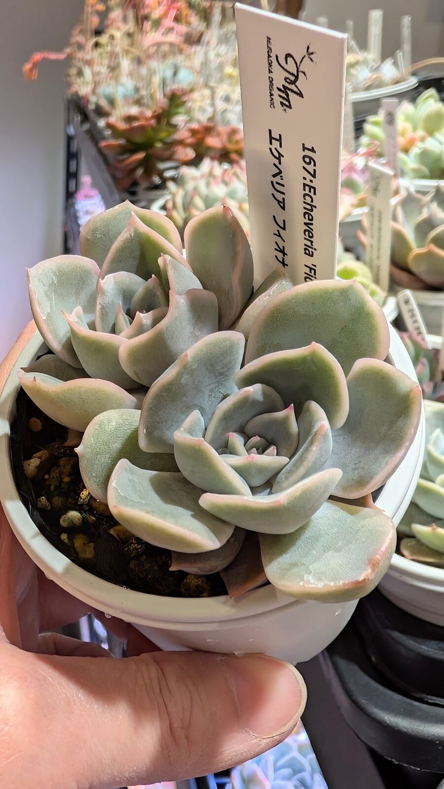 東京でエケベリアがたくさん並ぶ無人販売店|多肉植物専門店リュミエール葛飾店_20260413