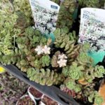 東京でエケベリアがたくさん並ぶ無人販売店|多肉植物専門店リュミエール葛飾店_20260414