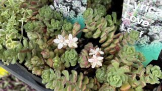 東京でエケベリアがたくさん並ぶ無人販売店|多肉植物専門店リュミエール葛飾店_20260414