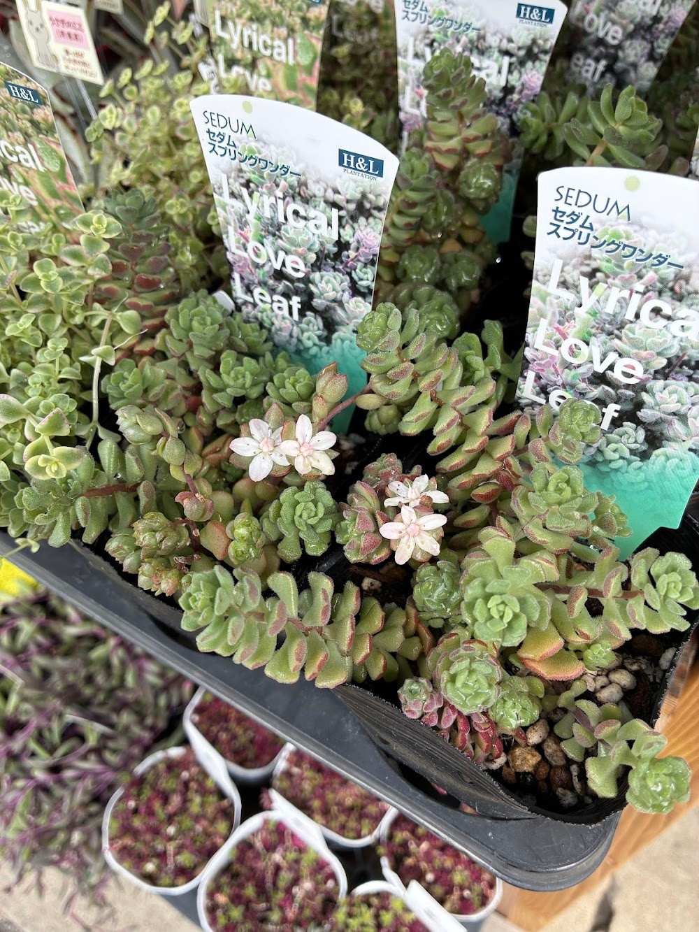 東京でエケベリアがたくさん並ぶ無人販売店|多肉植物専門店リュミエール葛飾店_20260414