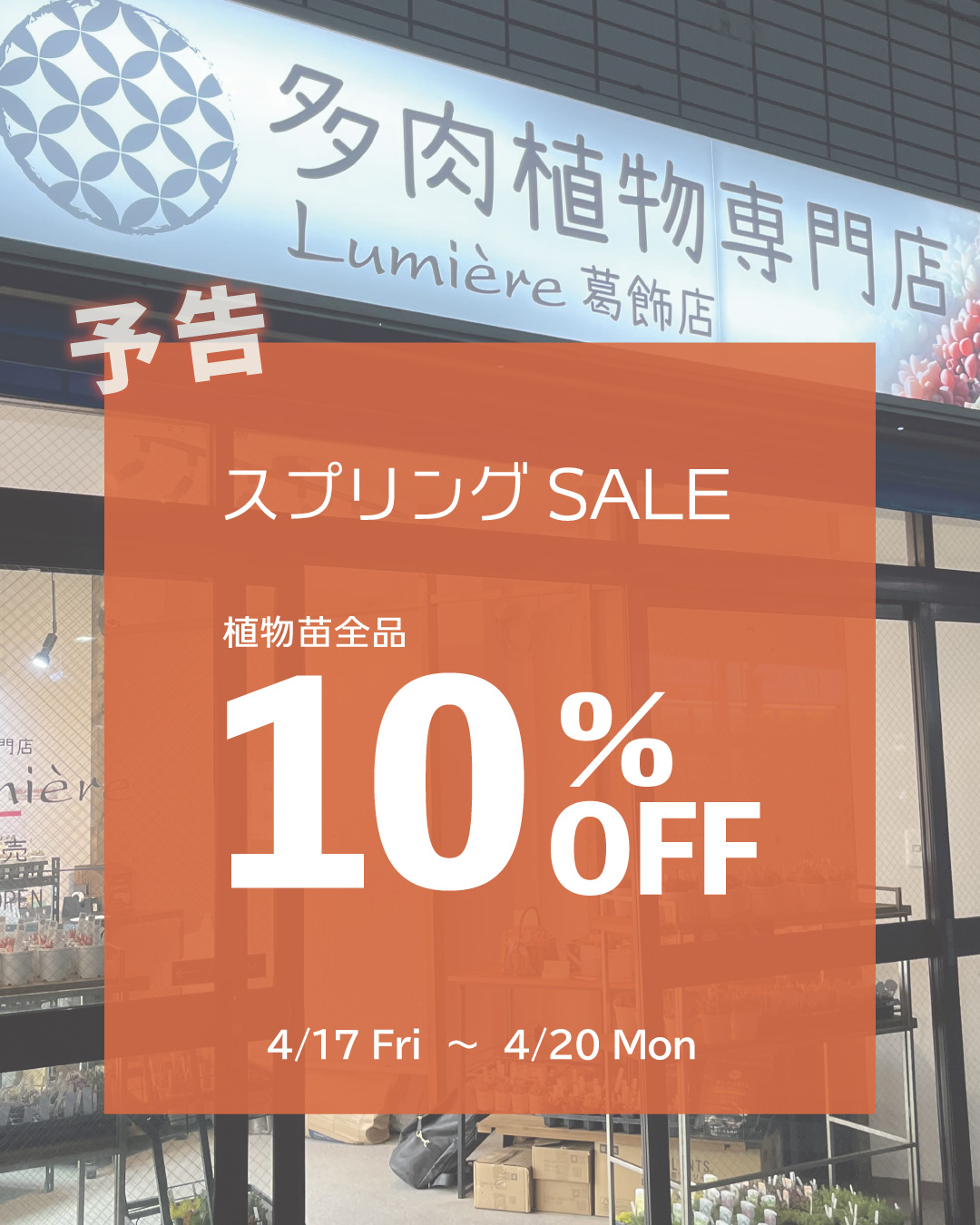 東京でエケベリアがたくさん並ぶ無人販売店|多肉植物専門店リュミエール葛飾店_20260415