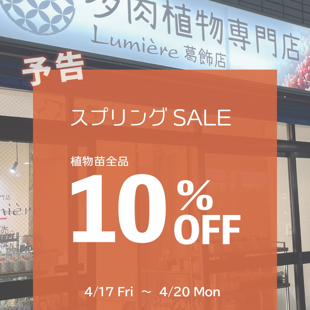 東京でエケベリアがたくさん並ぶ無人販売店|多肉植物専門店リュミエール葛飾店_20260415