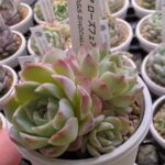 東京でエケベリアがたくさん並ぶ無人販売店|多肉植物専門店リュミエール葛飾店_20260416