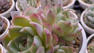 東京でエケベリアがたくさん並ぶ無人販売店|多肉植物専門店リュミエール葛飾店_20260416